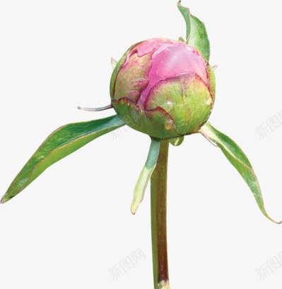 粉色花苞花朵风光png免抠素材_新图网 https://ixintu.com 粉色 花朵 花苞 风光