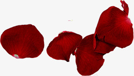 情人节红色玫瑰花瓣png免抠素材_新图网 https://ixintu.com 情人节 玫瑰 红色 花瓣