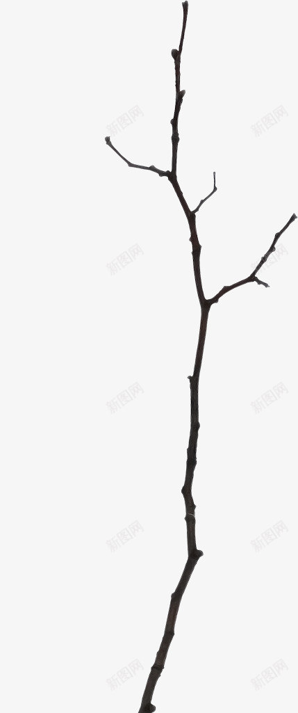 枝叶装饰图标png_新图网 https://ixintu.com 枝条 枯枝 树枝 细枝