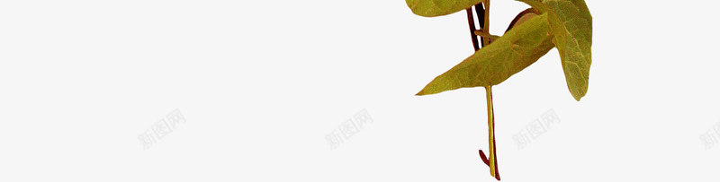 绿色漂亮枝叶png免抠素材_新图网 https://ixintu.com 叶子 枝叶 枝条 漂亮枝叶 绿叶 绿色枝叶