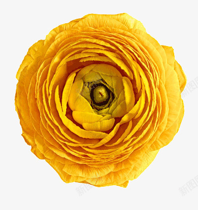 黄色的花png免抠素材_新图网 https://ixintu.com 一朵 绽放 花蕾