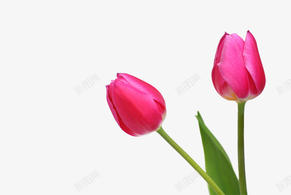 两朵红色玫瑰花png免抠素材_新图网 https://ixintu.com 两朵 玫瑰花 红色