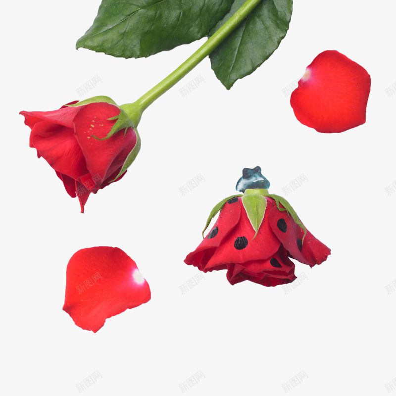 玫瑰花瓣png免抠素材_新图网 https://ixintu.com 叶子 唯美 地上的花瓣 植物 玫瑰花瓣 红色 花卉 花瓣 落地的花瓣 落花 设计花卉