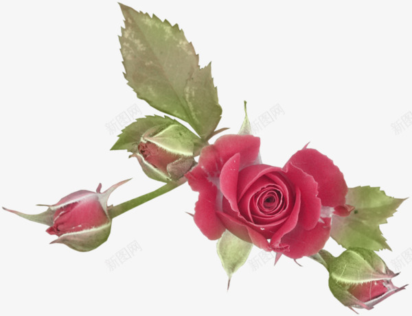 红色玫瑰花png免抠素材_新图网 https://ixintu.com 卡通 手绘 玫瑰 红色 花朵 花蕾