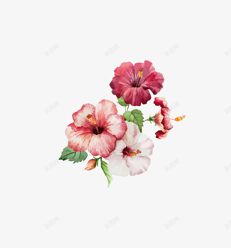 绽放的牵牛花png免抠素材_新图网 https://ixintu.com 水彩画 牵牛花 红色
