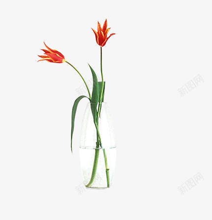 精美花瓶png免抠素材_新图网 https://ixintu.com 平面设计 瓶子 精美花瓶 花 花盆 装饰