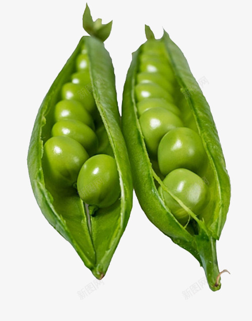 圆润光泽的豌豆尖png免抠素材_新图网 https://ixintu.com 免抠 绿色 蔬菜 豌豆 豌豆尖 豌豆荚 食材