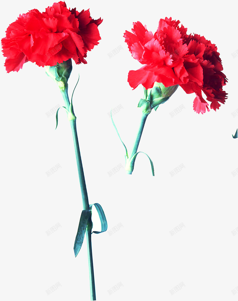 春天粉色母亲节花朵装饰png免抠素材_新图网 https://ixintu.com 春天 母亲节 粉色 花朵 装饰