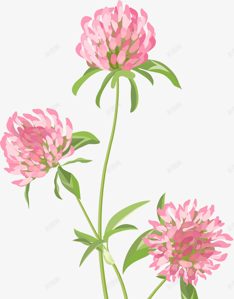 手绘中药植物红车轴草png免抠素材_新图网 https://ixintu.com 中药植物 包装设计 小清新包装 红车轴草 花朵装饰 花草设计 贺卡设计