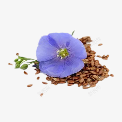 亚麻籽的花png免抠素材_新图网 https://ixintu.com 亚麻籽 亚麻籽花 植物 花卉 花朵