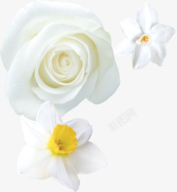 白玫瑰白色水仙素材