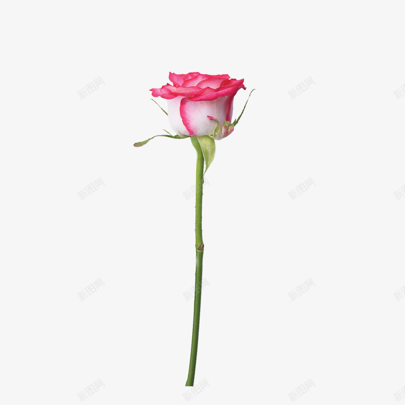 粉色花边白玫瑰花枝png免抠素材_新图网 https://ixintu.com 玫瑰 粉色 花枝 花边