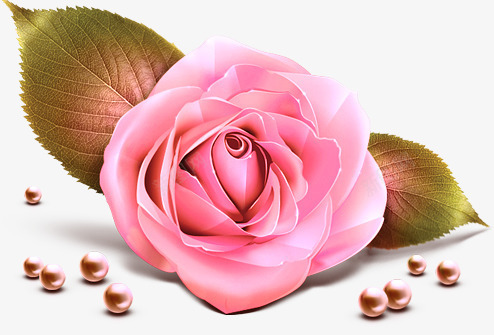 玫瑰花珍珠爱情花朵png免抠素材_新图网 https://ixintu.com 爱情 玫瑰花 珍珠 花朵