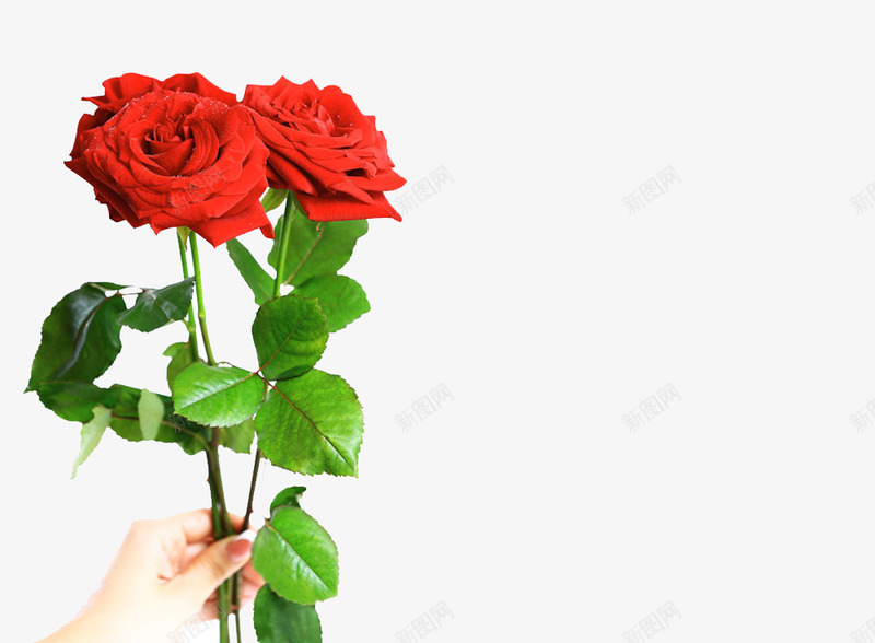 玫瑰花png免抠素材_新图网 https://ixintu.com 玫瑰花 素材 红色 花 花草 赠人玫瑰