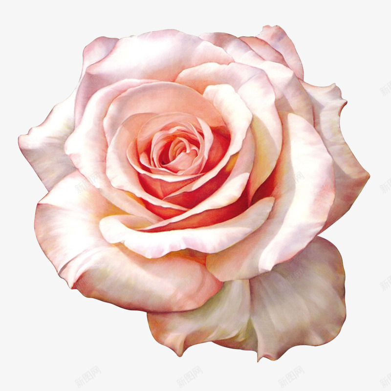 手绘油画玫瑰花png免抠素材_新图网 https://ixintu.com PNG 手绘 油画 玫瑰花