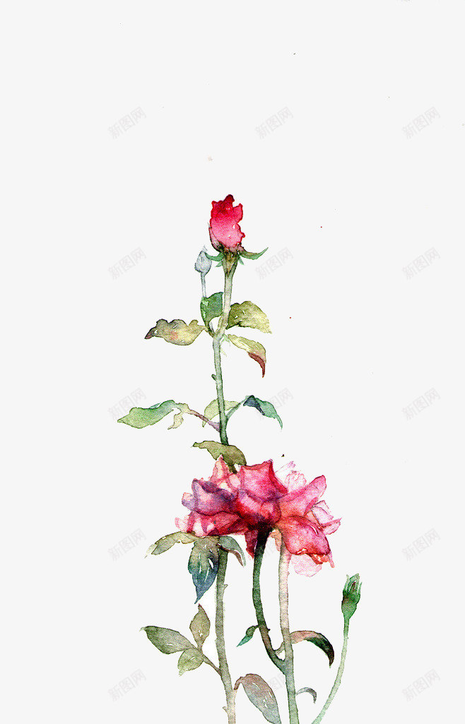一枝玫瑰花psd免抠素材_新图网 https://ixintu.com 植物 玫瑰花 红色 绿叶
