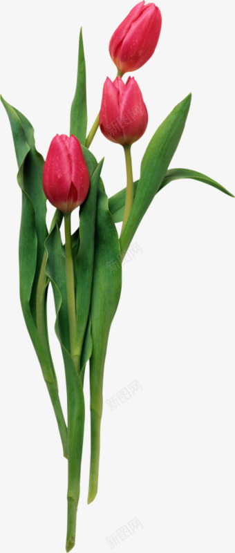 三朵红色玫瑰花花苞png免抠素材_新图网 https://ixintu.com 三朵 玫瑰花 红色 花苞
