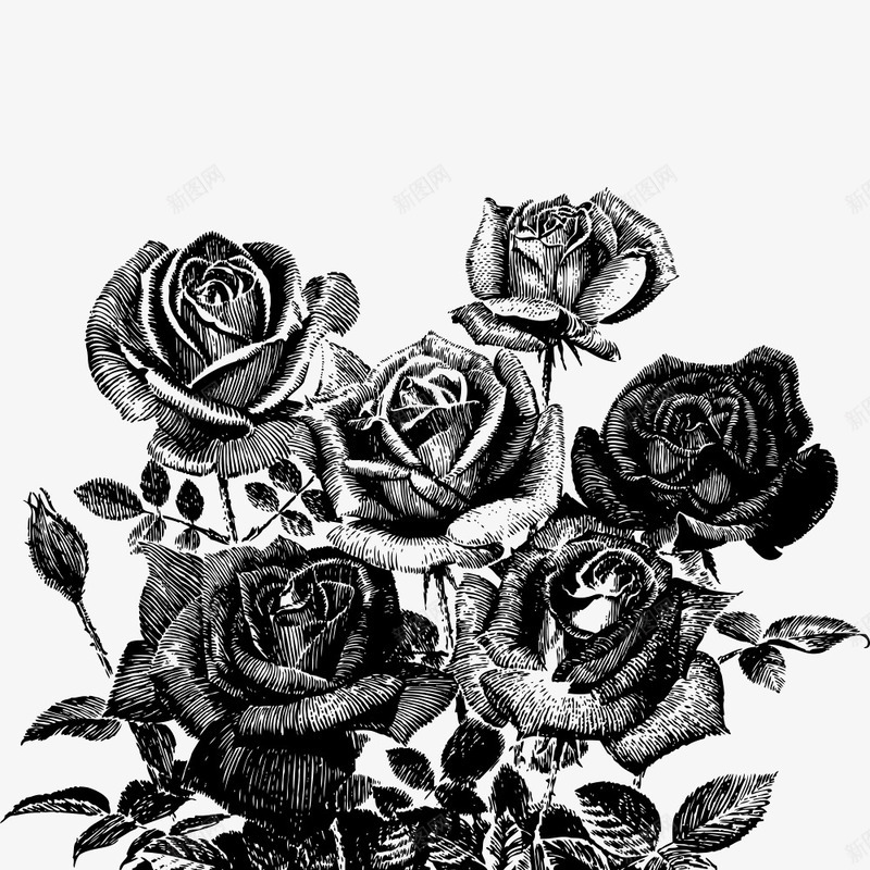 钢笔绘画花朵png免抠素材_新图网 https://ixintu.com 玫瑰纹身 玫瑰花 素描 花朵 黑白