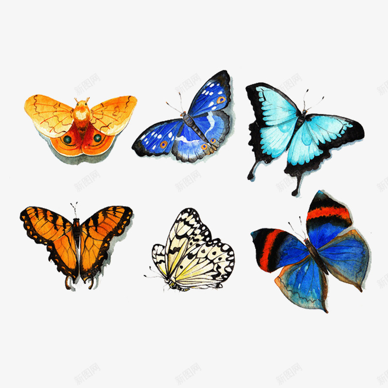 六只蝴蝶彩色的蝴蝶png免抠素材_新图网 https://ixintu.com 五颜六色 彩蝶 蝴蝶 飞舞
