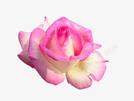 真实玫瑰花png免抠素材_新图网 https://ixintu.com 唯美 玫瑰花 粉红 自然 花卉 花瓣