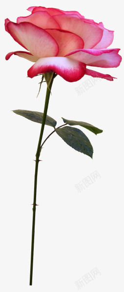 花枝花草水彩玫瑰花png免抠素材_新图网 https://ixintu.com 水彩 玫瑰花 花枝 花草