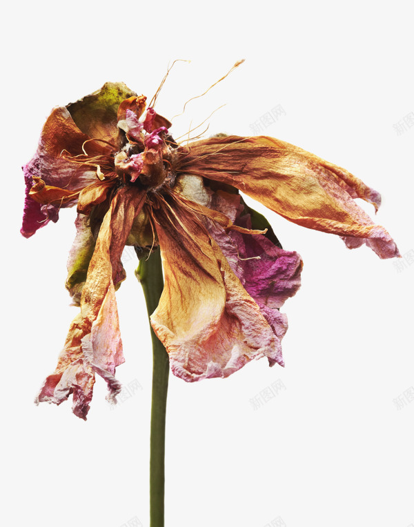 凋谢的玫瑰花png免抠素材_新图网 https://ixintu.com 凋谢 图片 玫瑰 玫瑰花 花