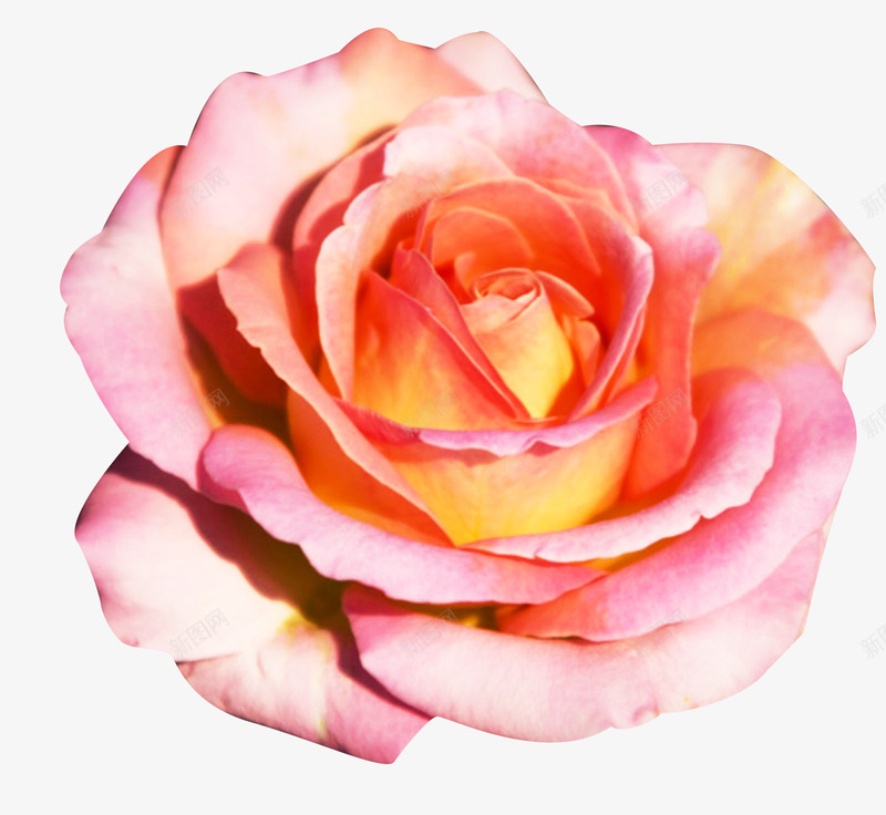 法兰西玫瑰开花psd免抠素材_新图网 https://ixintu.com 开花 法兰西玫瑰 玫瑰花 花卉 鲜花