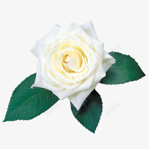 玫瑰花蕾png免抠素材_新图网 https://ixintu.com 手绘花 植物 玫瑰花 玫瑰花蕾 白色玫瑰 绿色 花卉 花朵