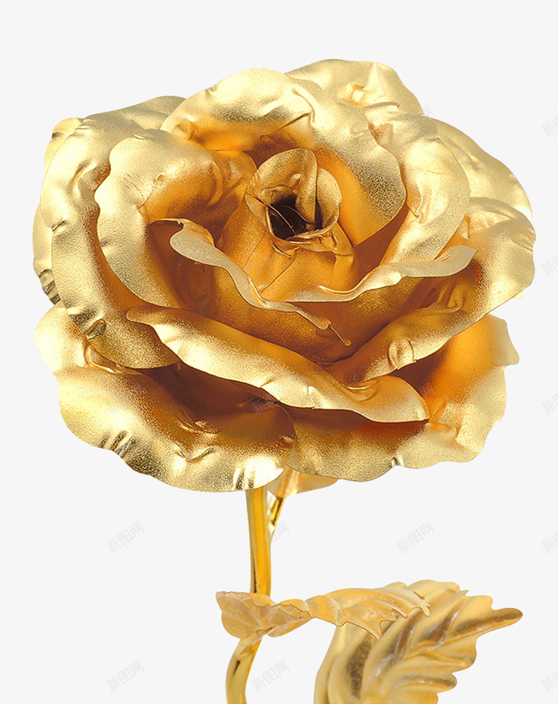 金箔玫瑰花朵特写png免抠素材_新图网 https://ixintu.com 24金玫瑰 爱情 玫瑰花 金玫瑰 金箔玫瑰 金箔玫瑰花 黄金玫瑰