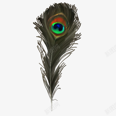 羽毛png免抠素材_新图网 https://ixintu.com 孔雀羽毛插画绘画