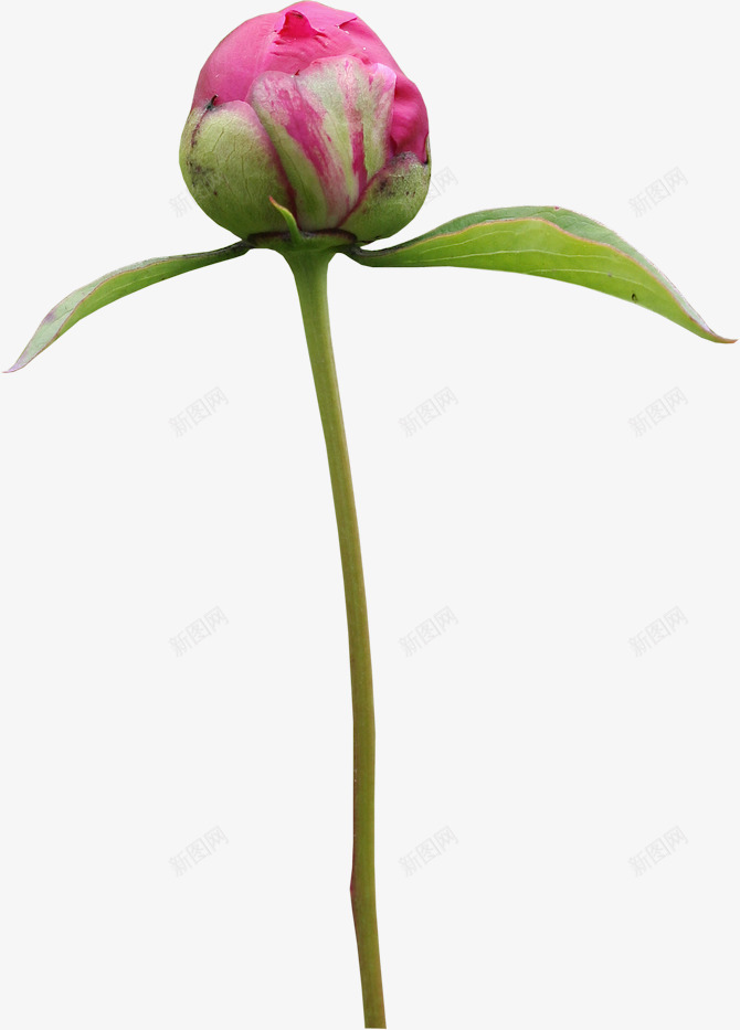 玫瑰花花苞装饰png免抠素材_新图网 https://ixintu.com 玫瑰花 花苞 装饰