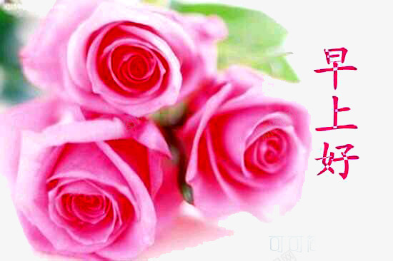 亲爱的早上好png免抠素材_新图网 https://ixintu.com 一束 早上好 早安字体 早安问候语 玫瑰花 美好的心情 花香 英文早上好