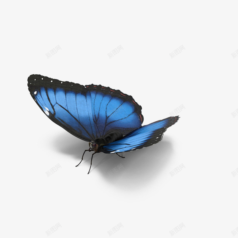 有阴影的蓝蝴蝶png免抠素材_新图网 https://ixintu.com 有阴影的 真蝴蝶 蓝色 蝴蝶