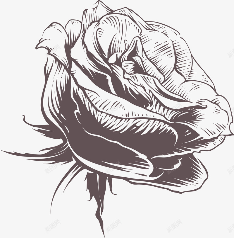 素描玫瑰花png免抠素材_新图网 https://ixintu.com 手绘风 玫瑰 玫瑰纹身 玫瑰花 矢量png 素描 素描玫瑰花