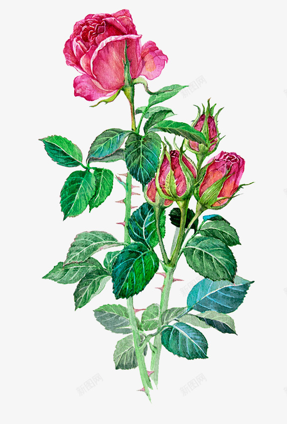 水彩玫瑰花png免抠素材_新图网 https://ixintu.com 卡通 水彩 玫瑰花 花朵 花苞 鲜花