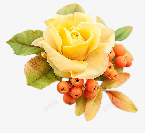 香槟色玫瑰花png免抠素材_新图网 https://ixintu.com 免费PNG素材 玫瑰 花朵 香槟色