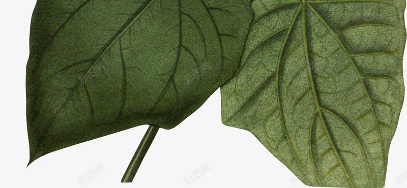 手绘花草装饰png免抠素材_新图网 https://ixintu.com 包装设计 广告设计 文艺清新风插画 美丽插画 花卉插画 花草装饰