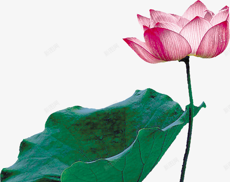 盛开荷花png免抠素材_新图网 https://ixintu.com 向往 快乐 梦幻卡通 水质 盛开 童真 美好 荷花 追求