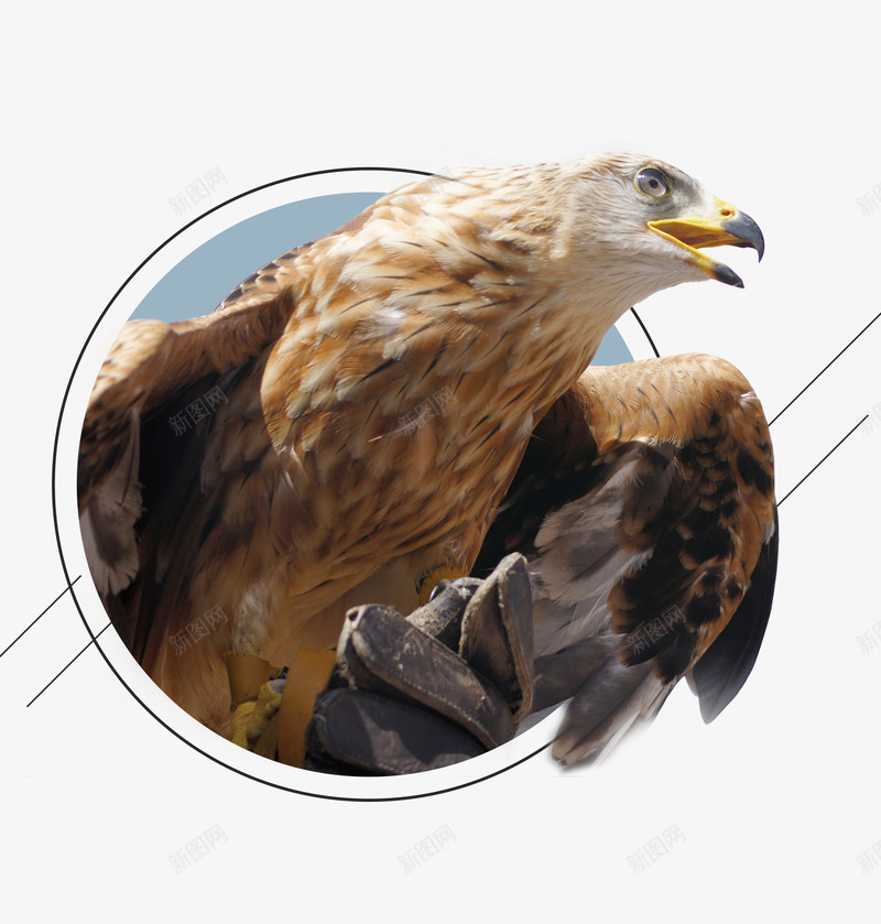 鹰png免抠素材_新图网 https://ixintu.com 创意图 动物 效果图 飞鹰 飞鹰PNG 鹰