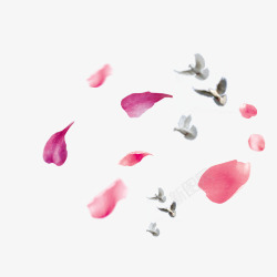 樱花瓣飞舞的白鸽素材