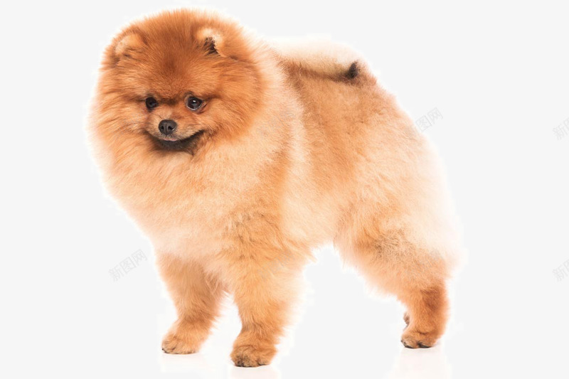 小狗写真png免抠素材_新图网 https://ixintu.com 可爱动物 宠物犬 小狗 小狗写真 狗狗 蝴蝶结花朵