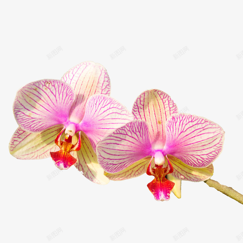 粉白色精美兰花植物png免抠素材_新图网 https://ixintu.com 兰花 手绘花朵 效果图 植物 粉色花朵 花朵