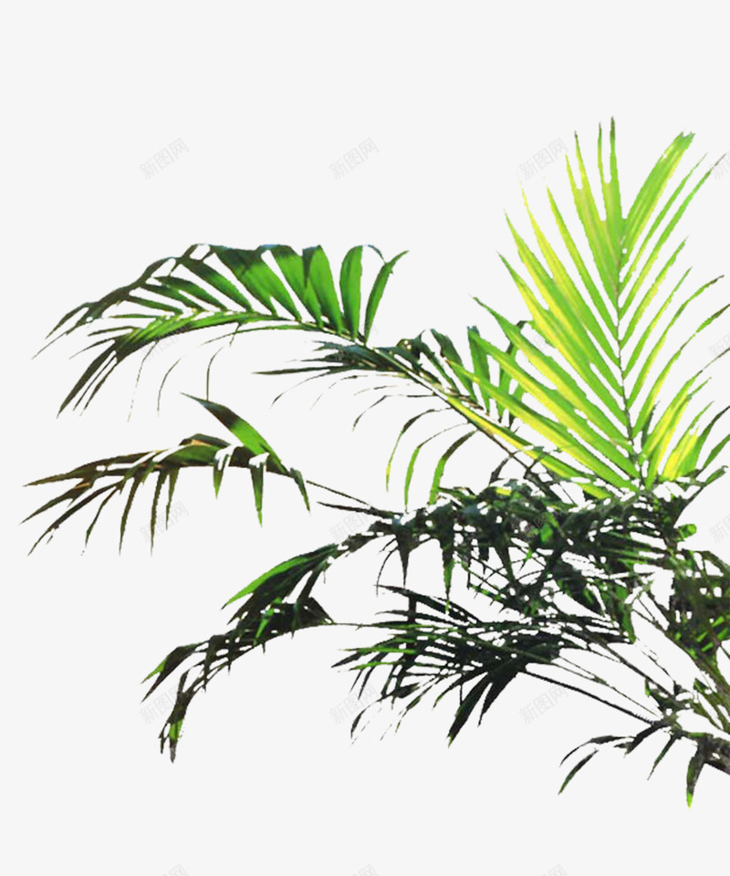 植物png免抠素材_新图网 https://ixintu.com 3D效果图处理 PS后期处理 室内效果元素 植物 绿色植物