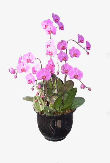盛开的蝴蝶兰png免抠素材_新图网 https://ixintu.com 植物 盆栽 盆载 花 蝴蝶兰