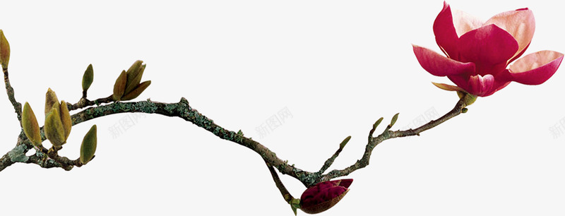 古典中式花朵美景png免抠素材_新图网 https://ixintu.com 中式 古典 美景 花朵