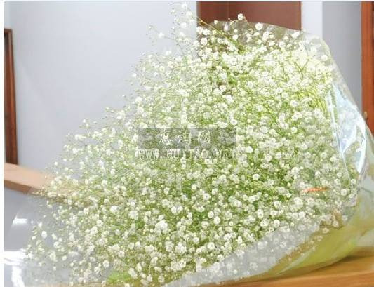 满天星花束png免抠素材_新图网 https://ixintu.com 满天星 满天星花束 玻璃纸包装 花束 装饰