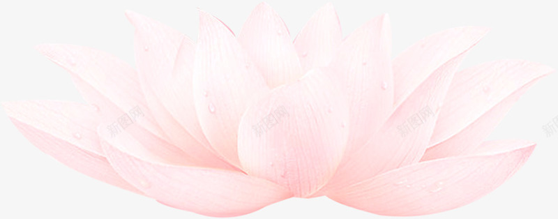 手绘莲花红色效果图png免抠素材_新图网 https://ixintu.com 效果图 红色 莲花