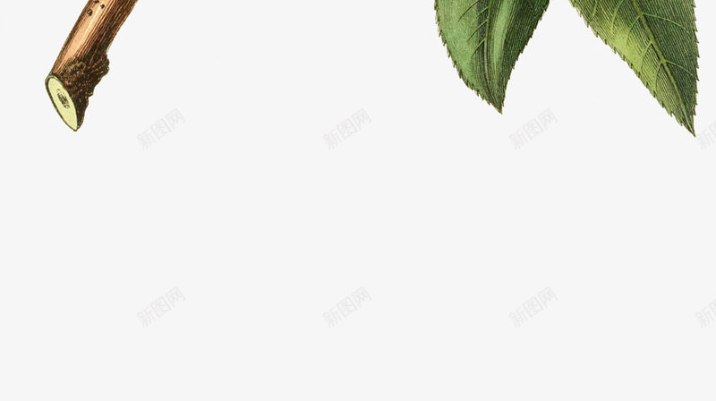手绘带叶子的桃子png免抠素材_新图网 https://ixintu.com 带叶子的桃子 手绘 桃叶 桃子图谱 水果包装 蜜桃