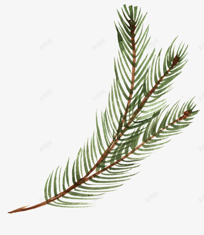 绿色手绘的松树枝png免抠素材_新图网 https://ixintu.com 免抠图 效果图 松树 植物 绿植 装饰图 装饰画