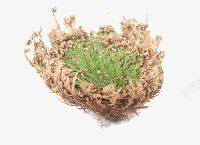 干枯的复活草png免抠素材_新图网 https://ixintu.com 沙滩 神奇 美容